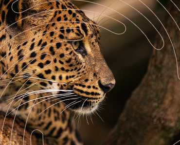 Licenciamento Ambiental