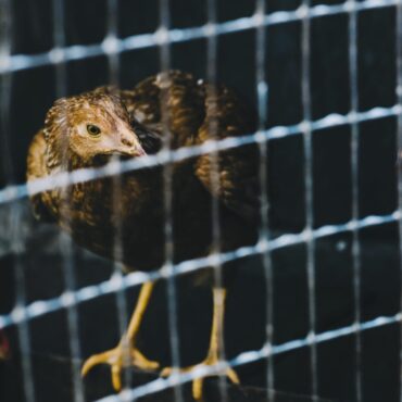 O Impacto do tráfico de animais no equilíbrio do planeta